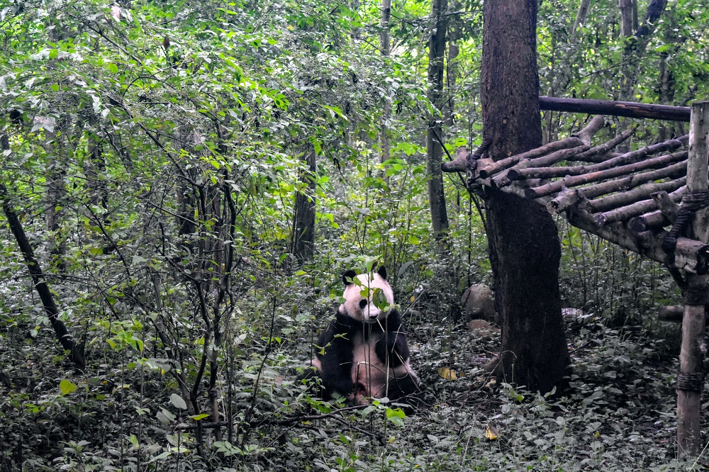 Panda  in the woods