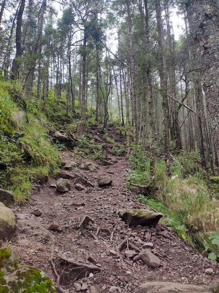 Road in the forest